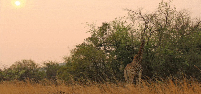 Johannesburg : pronájem soukromého letadla 