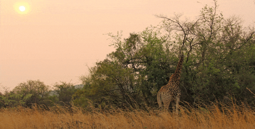 Johannesburg : pronájem soukromého letadla 