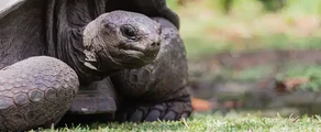Alphonse : Pronájem soukromého letadla