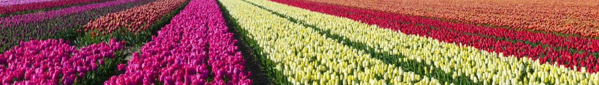 Hoogeveen: soukromé místo pro tryskové letadlo