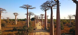 Antsiranana Arrachart : pronájem soukromého letadla 