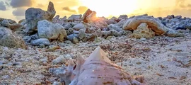 Union Island : pronájem soukromého letadla