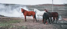 Magadan Sokol : pronájem soukromého letadla