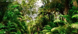 Trinidad Piarco : pronájem soukromého letadla