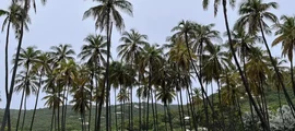 Mustique : pronájem soukromého letadla