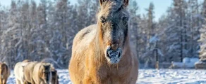 Jakutsk : pronájem soukromého letadla